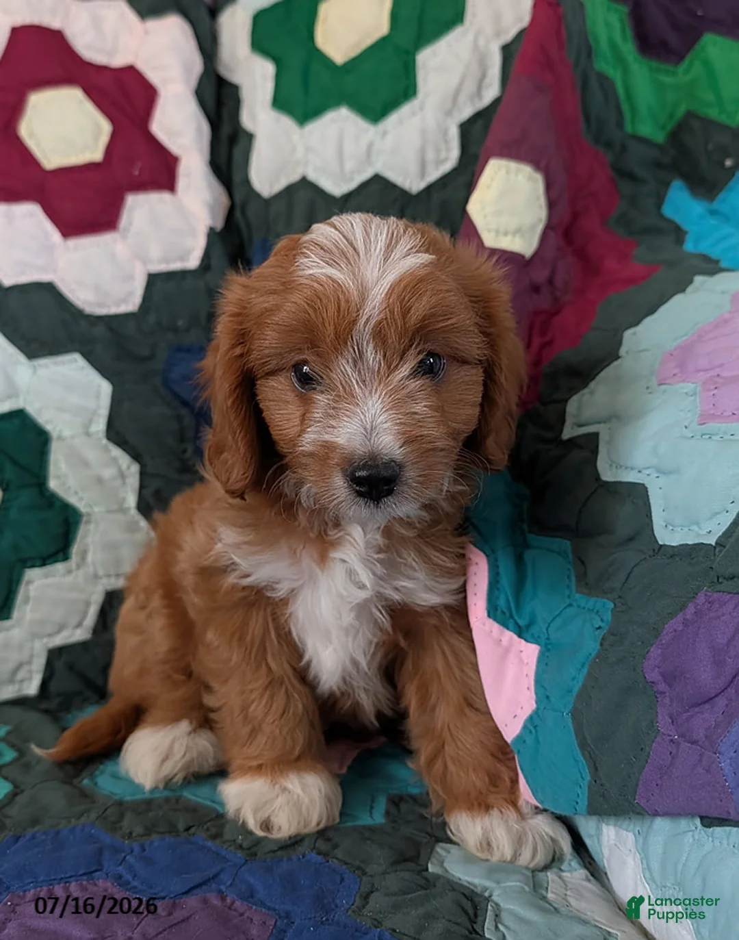 Mixed Breed dogs for sale: Milo - Ad 1