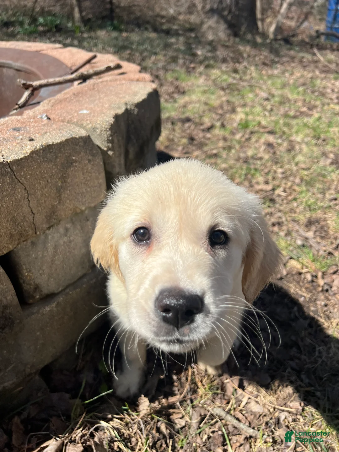Golden Retriever dogs for sale: AKC Golden Retriever Puppy 3 - Ad 2