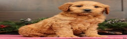 Mini Goldendoodle dogs for sale: Parker - Ad 1
