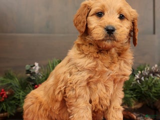 Mini Goldendoodle dogs Parker - Ad 1
