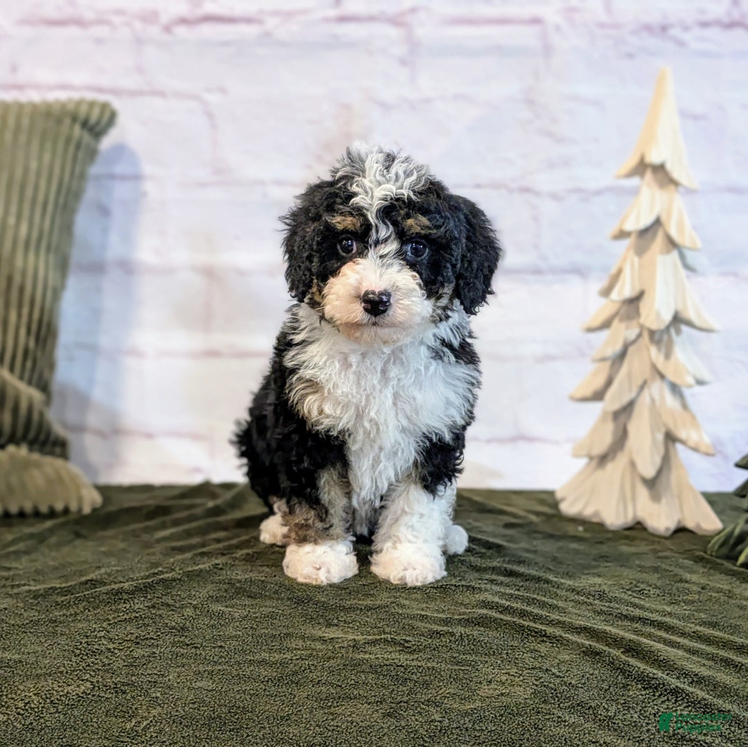 Mini Bernedoodle dogs for sale: Rory - Ad 3
