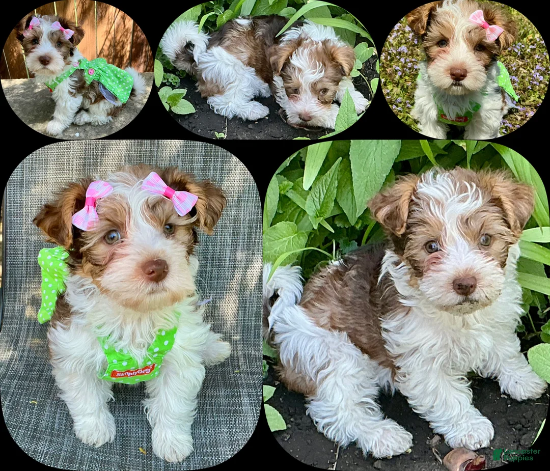 Mixed Breed dogs for sale: Ainsley  - Ad 2