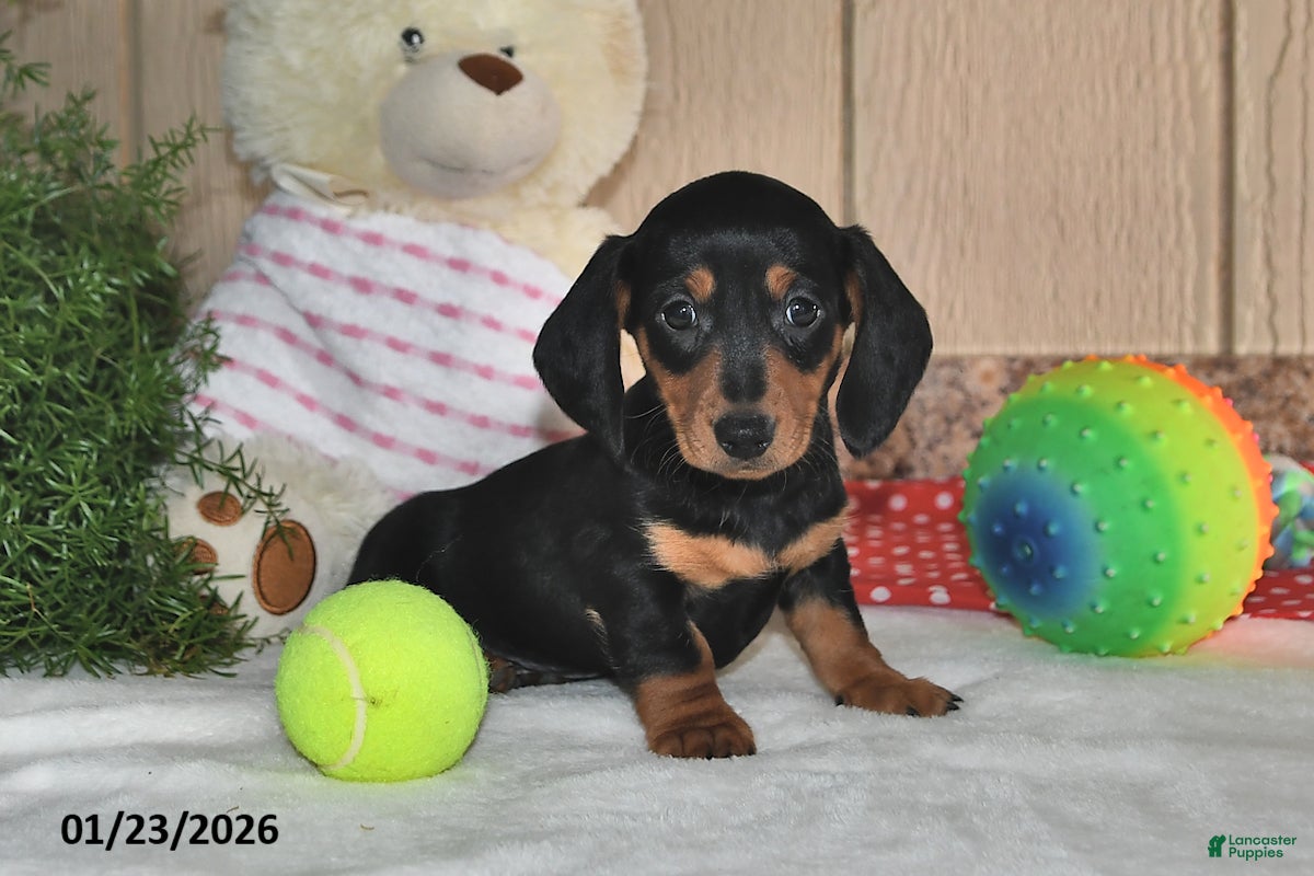Miniature Dachshund dogs Frisky - Ad 38