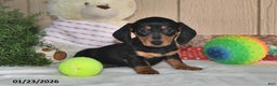 Miniature Dachshund dogs for sale: Frisky - Ad 1