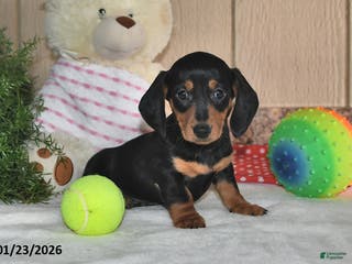Miniature Dachshund dogs Frisky - Ad 38