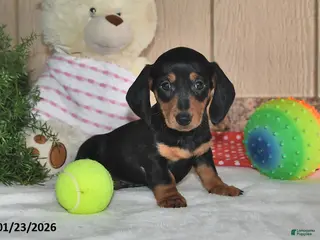 Miniature Dachshund dogs Frisky - Ad 12