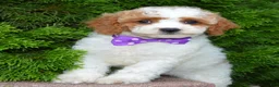 Cavapoo dogs for sale: Cora - Ad 10