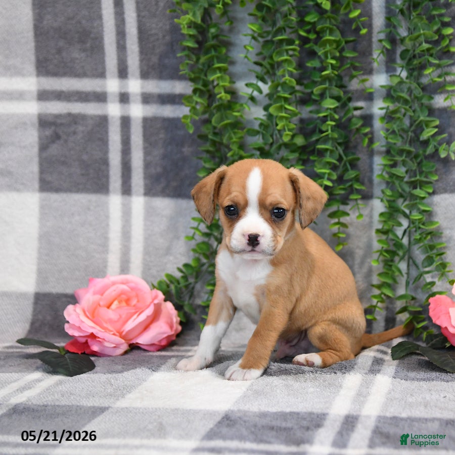 Mixed Breed dogs Glendon - Ad 1