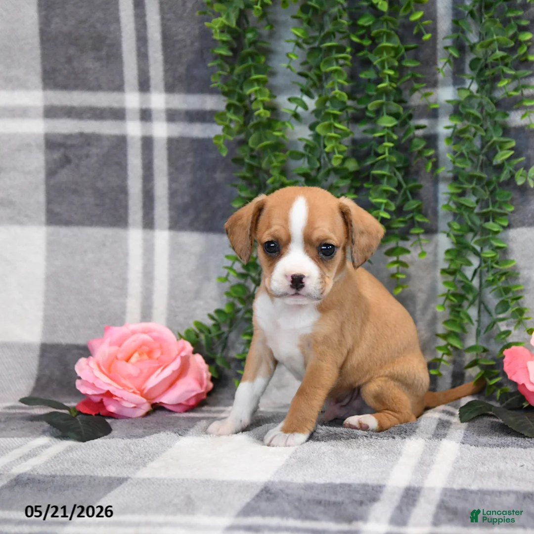 Mixed Breed dogs for sale: Glendon - Ad 1