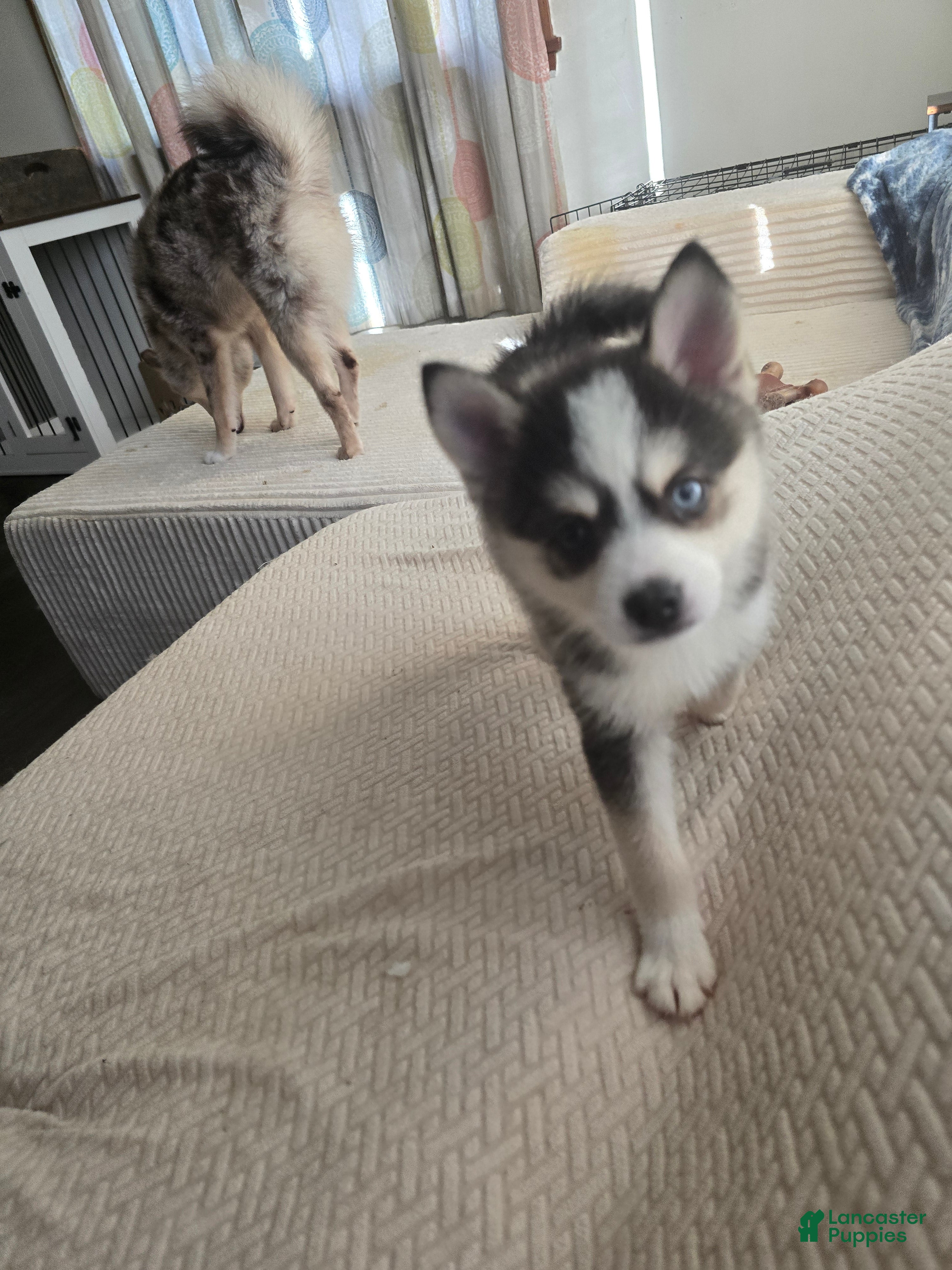 Pomsky dogs Draco  - Ad 1