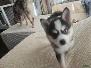 Pomsky dogs Draco - Ad 1