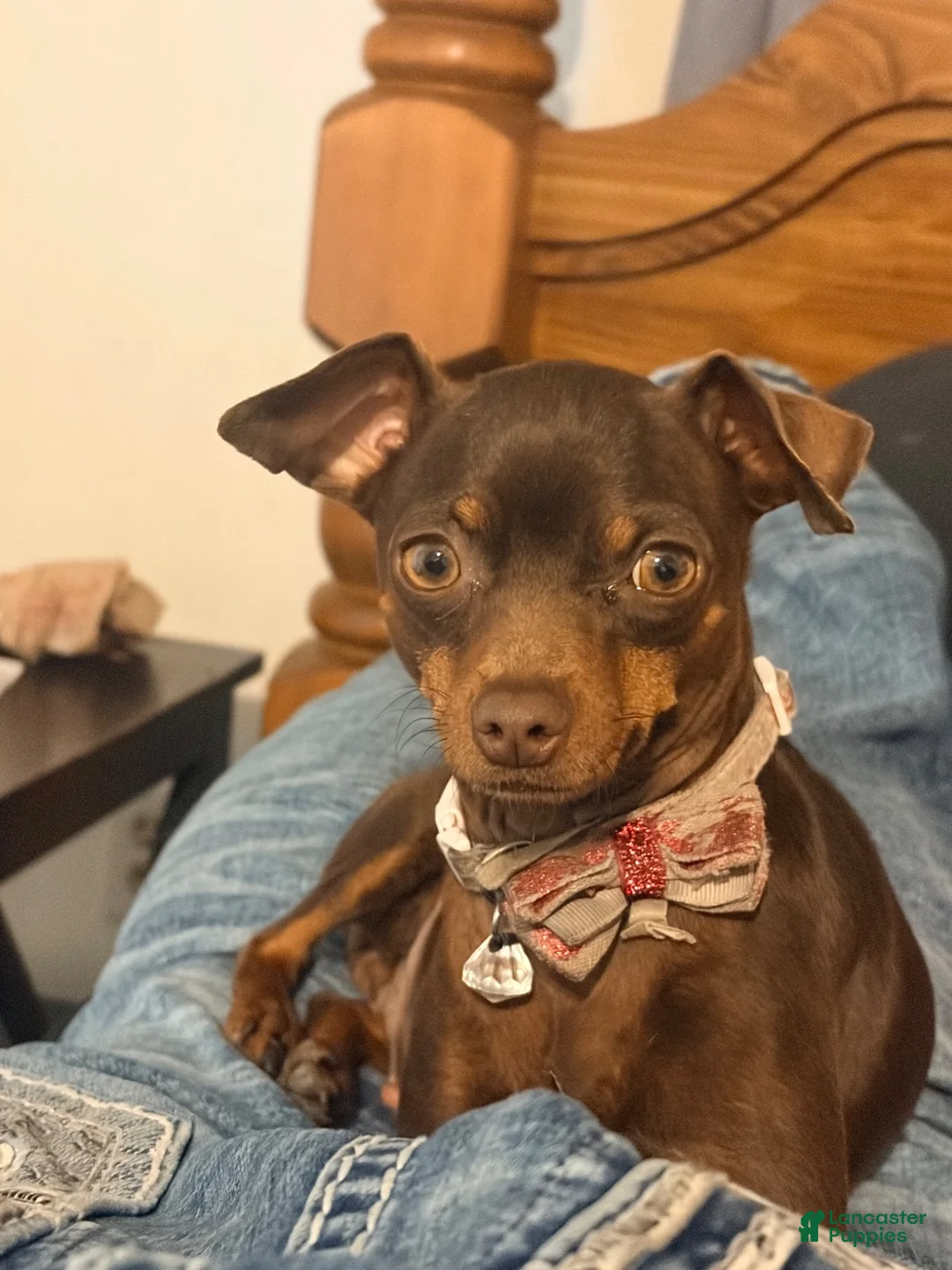 Miniature Pinscher dogs for sale: Miniature Pinscher 2 - Ad 2