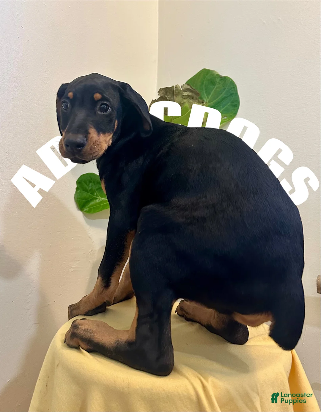 Doberman Pinscher dogs for sale: Doberman Natural ear female   - Ad 2