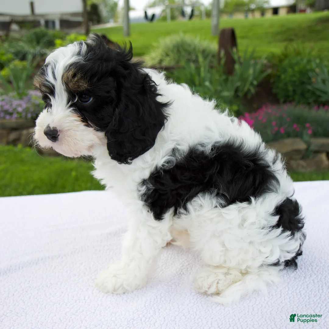 Cavapoo dogs for sale: Asher - Ad 2