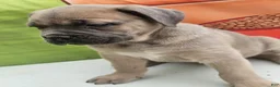 Cane Corso dogs for sale: COCO - Ad 22