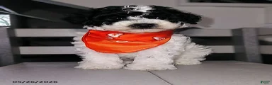 Bandit