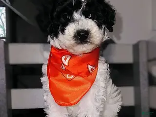 Miniature Poodle dogs for sale: Bandit - Ad 1