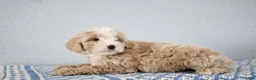Mini Goldendoodle dogs for sale: Vinnie - Ad 3