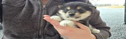 Shiba Inu dogs for sale: Shiba Inu Puppy 2 - Ad 5