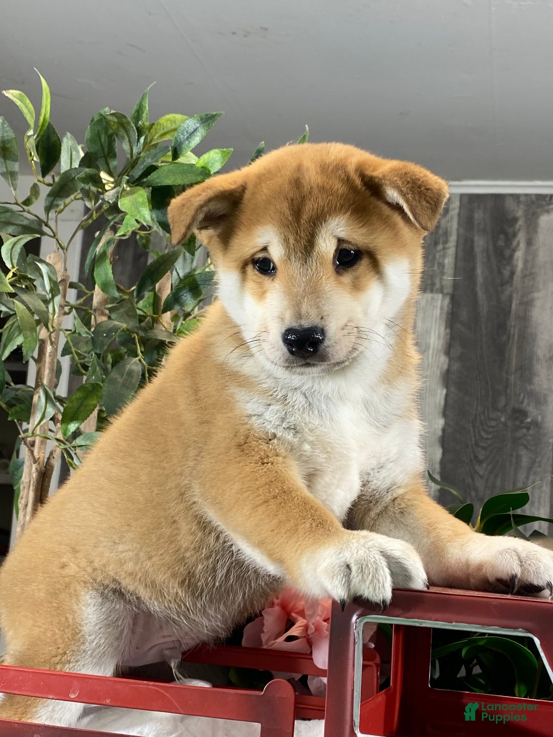 Shiba Inu dogs for sale: Ian - Ad 4