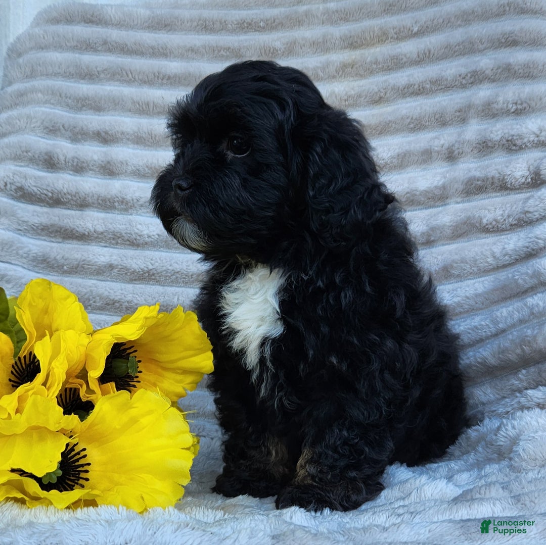 Shihpoo dogs for sale: Dallas - Ad 13