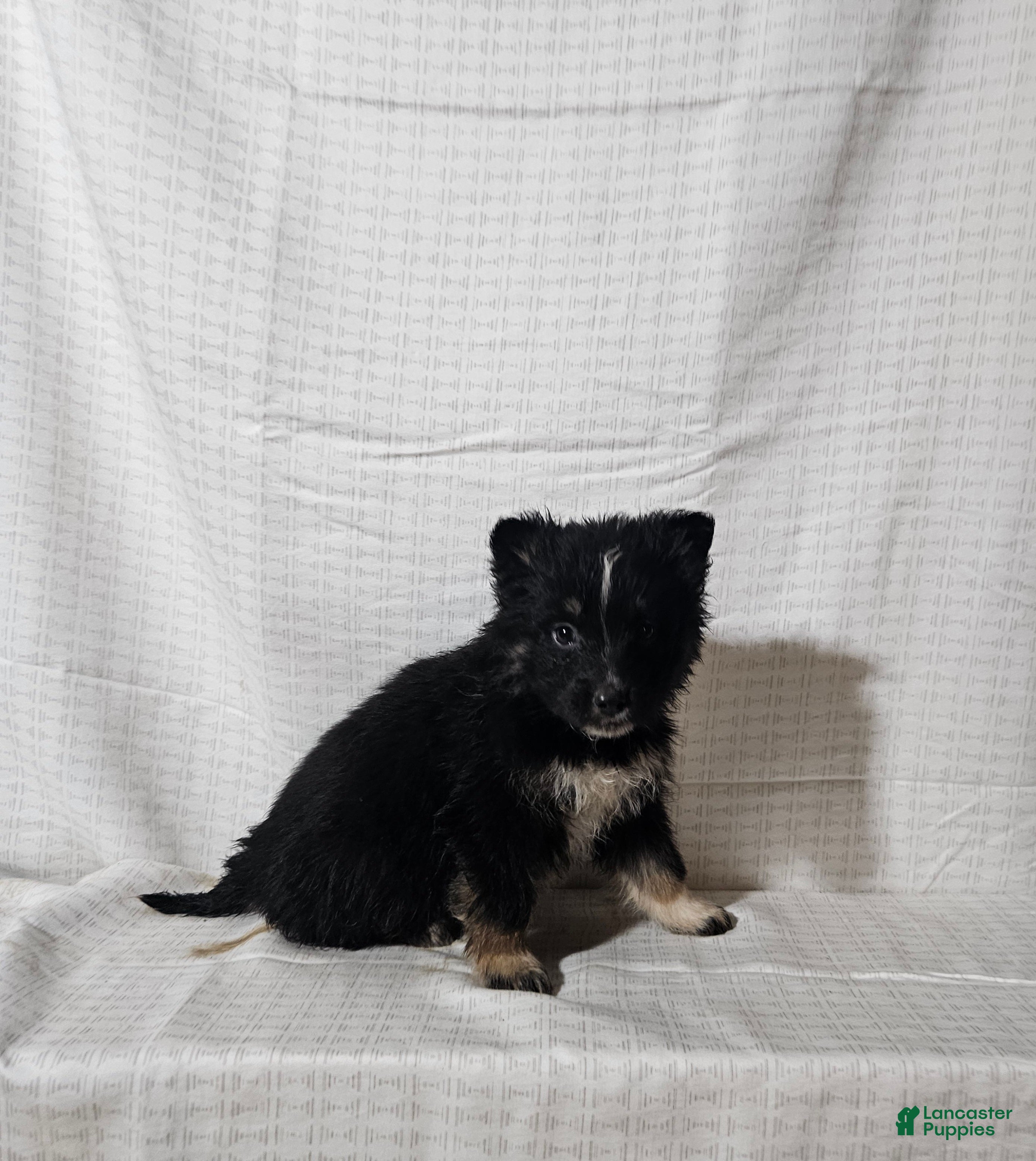 Mixed Breed dogs Carly - Ad 24