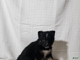 Mixed Breed dogs Carly - Ad 24