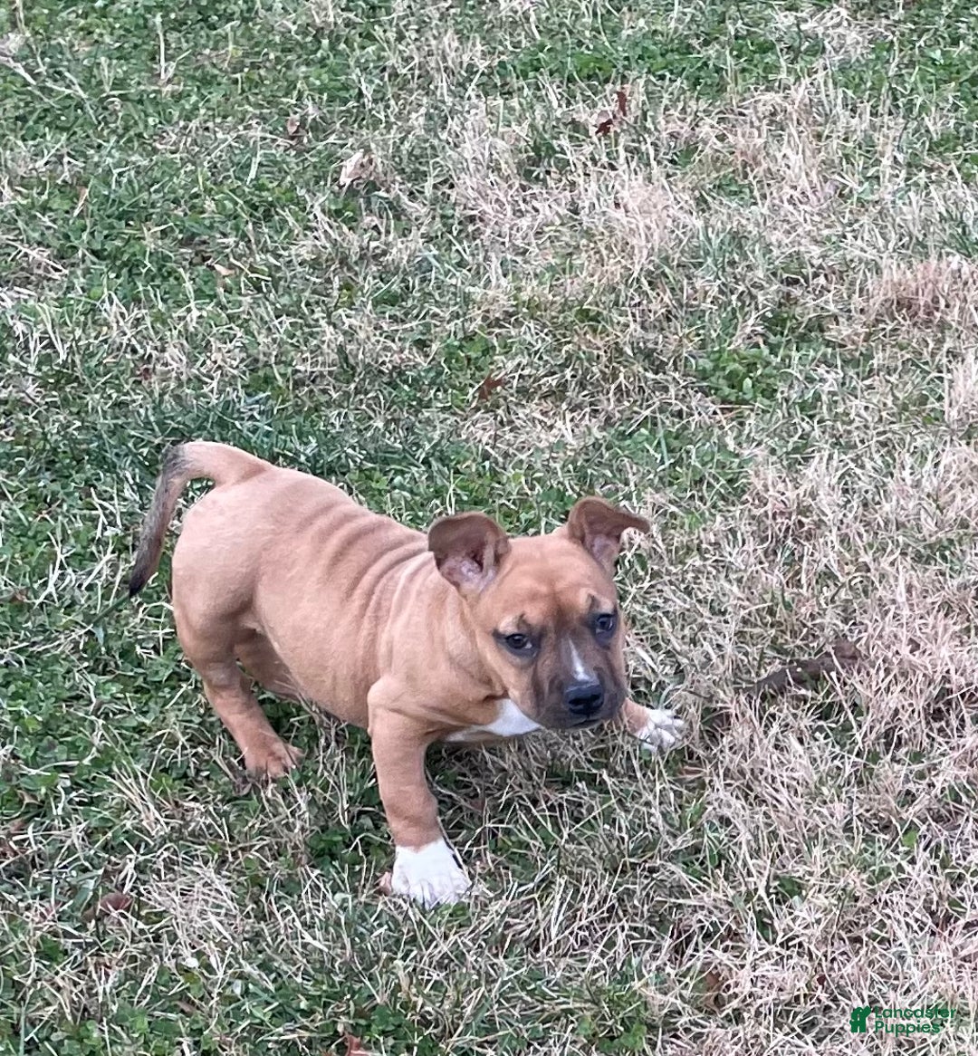 American Bully dogs for sale: Mocha - Ad 15
