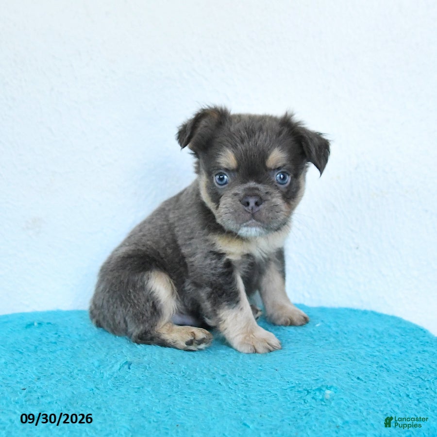 French Bulldog dogs Drake - Ad 2