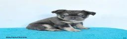 French Bulldog dogs for sale: Drake - Ad 2