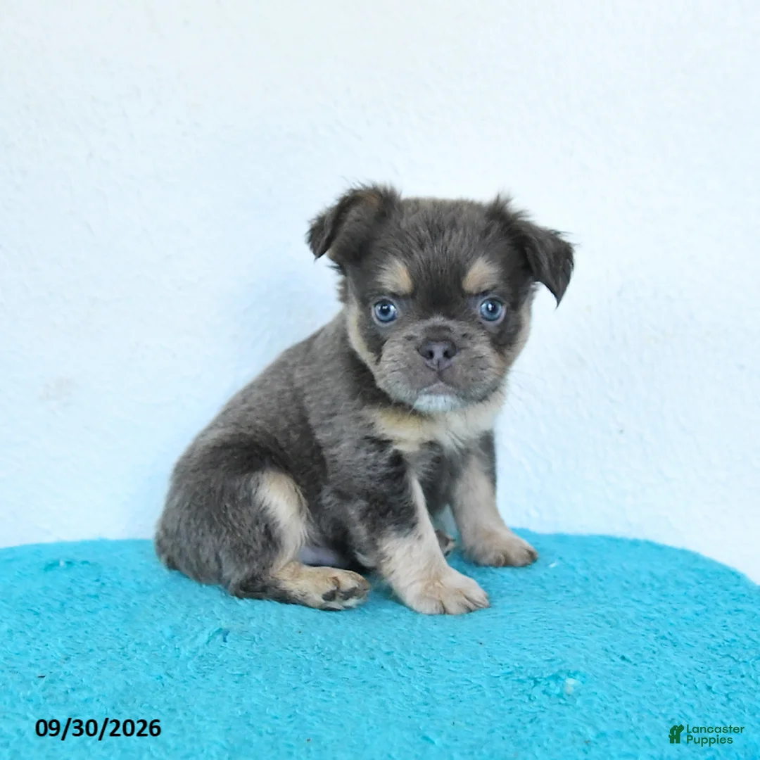 French Bulldog dogs for sale: Drake - Ad 2