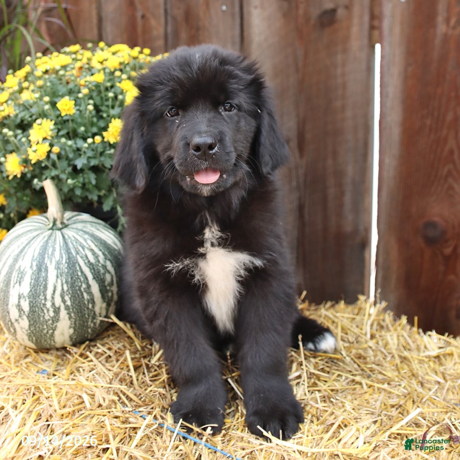 Newfoundland dogs Hazel - Ad 2