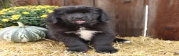 Newfoundland dogs for sale: Hazel - Ad 2