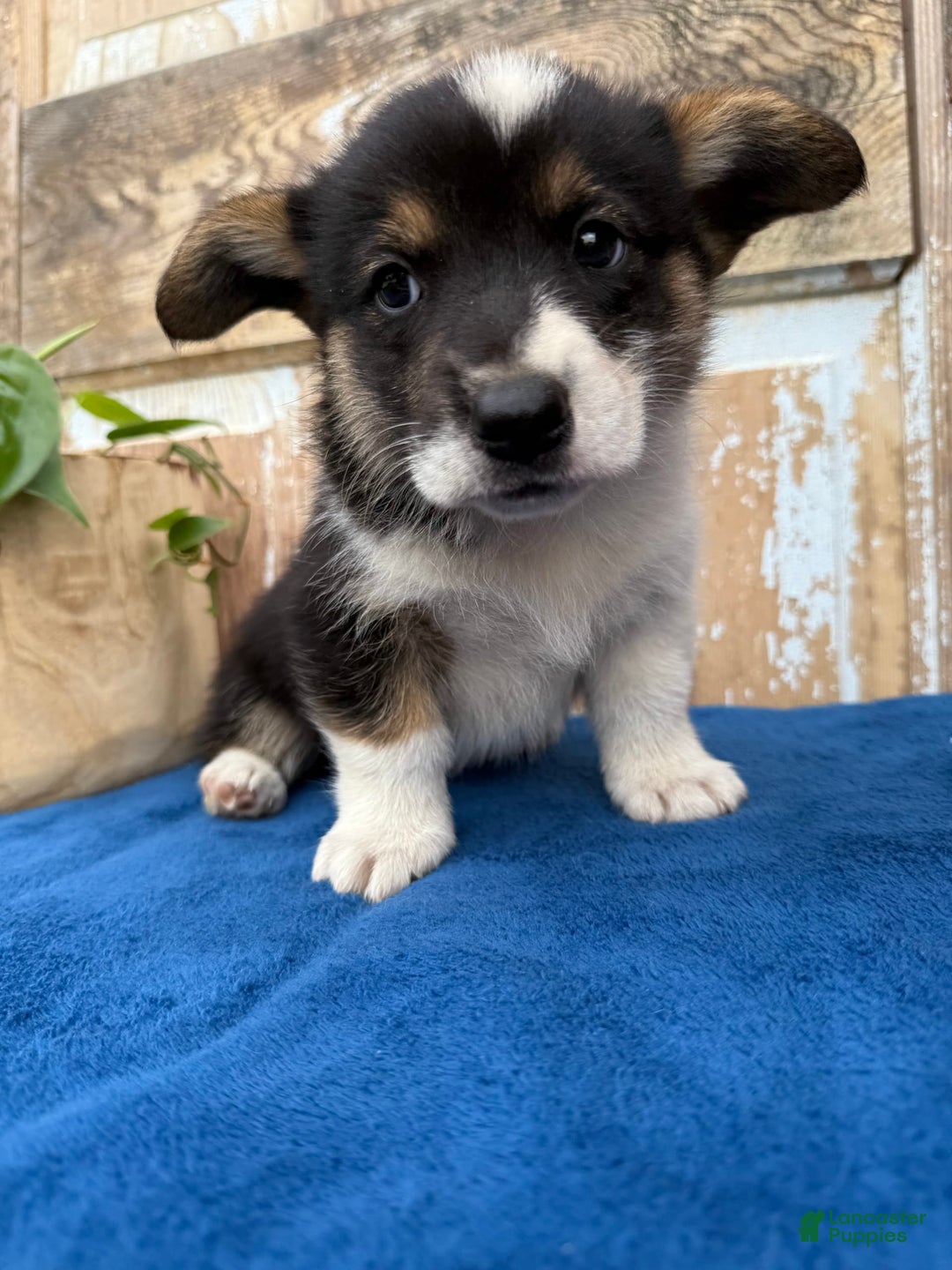 Gallery Image {{count}}