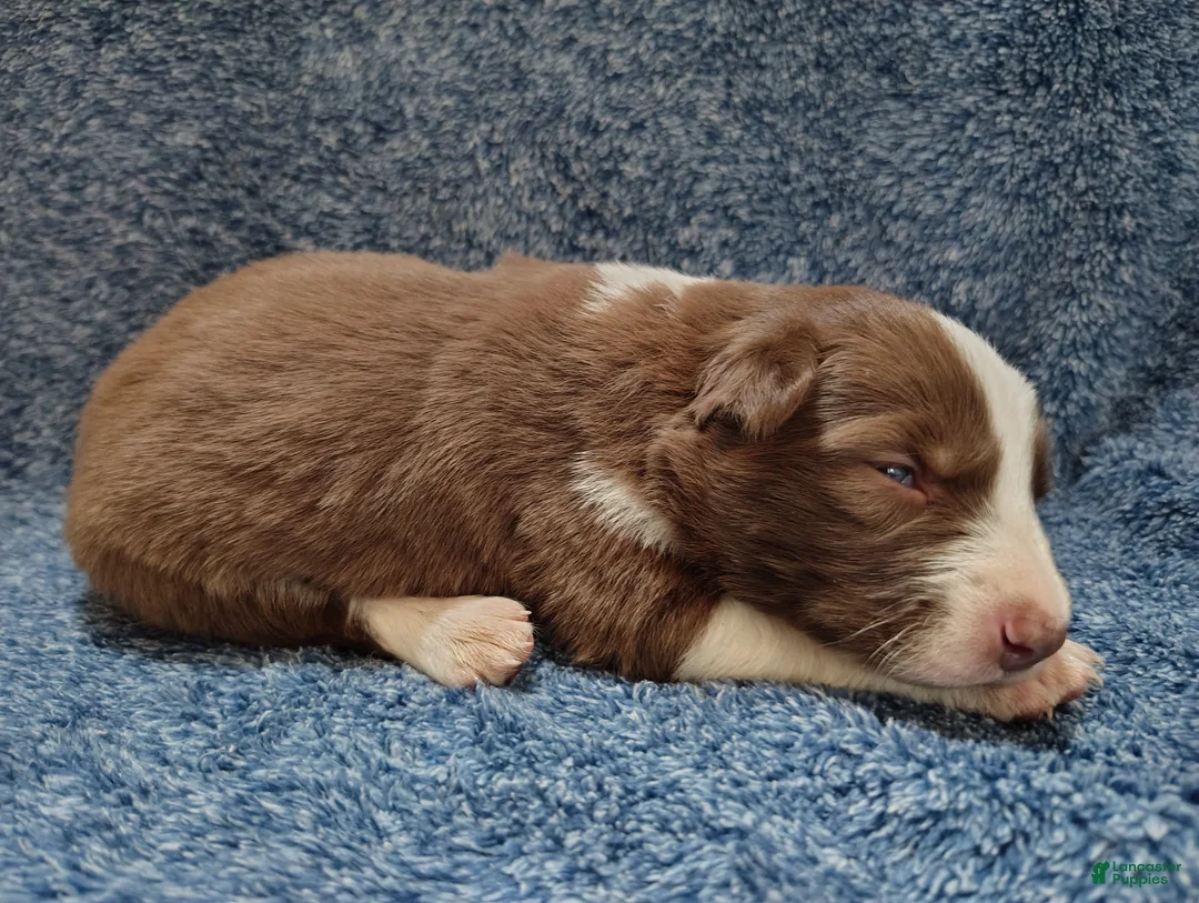 Border Collie dogs for sale: Cash - Ad 7