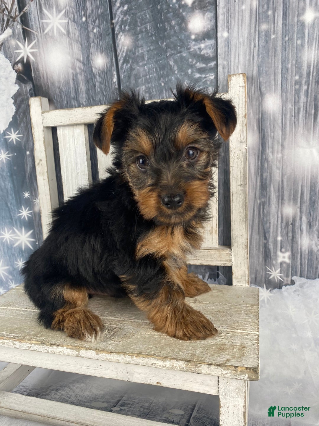Yorkshire Terrier dogs for sale: Mason - Ad 4