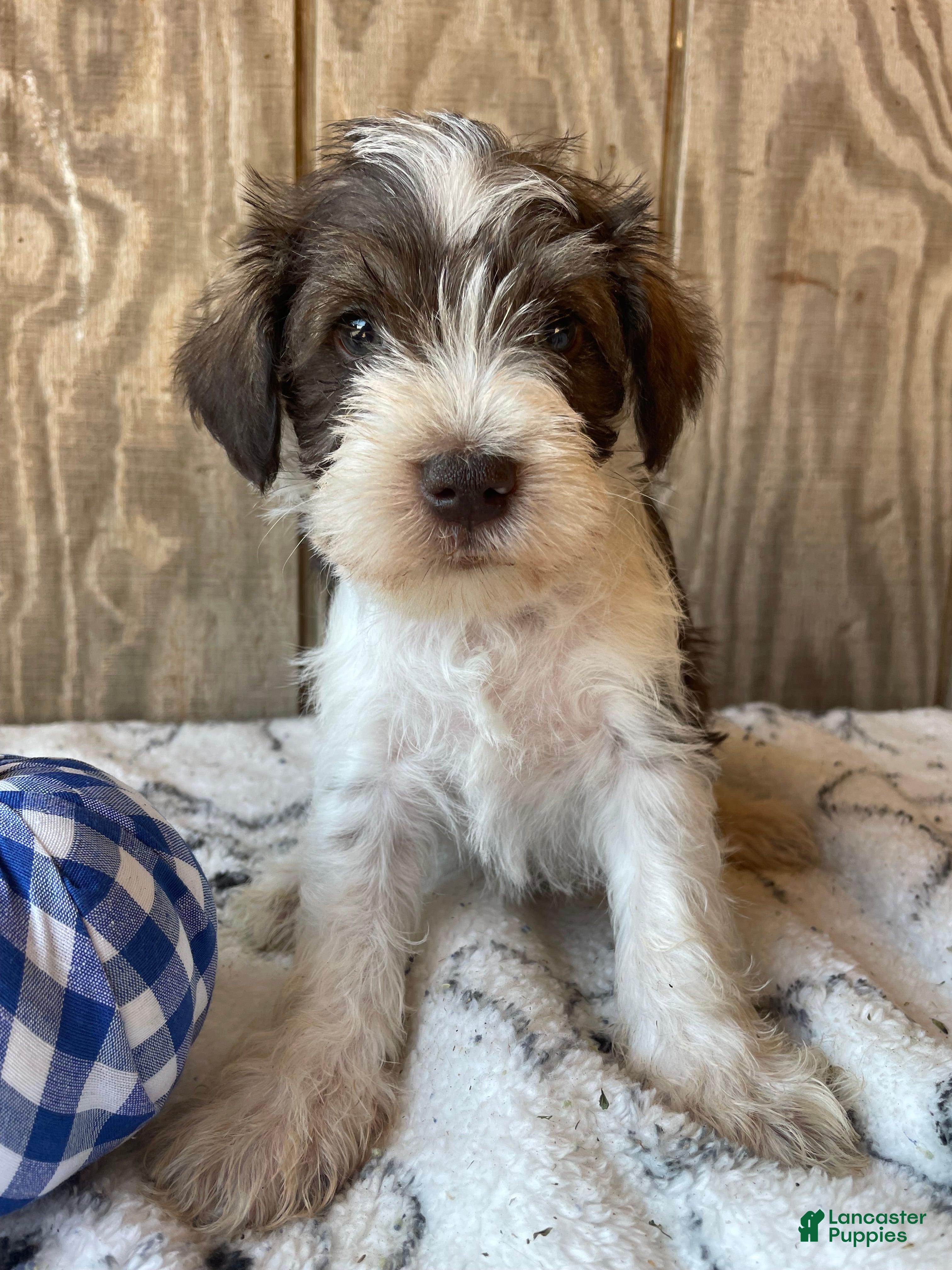 Miniature Schnauzer dogs Stanley - Ad 1