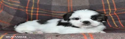 Shih Tzu dogs for sale: Bryan - Ad 2