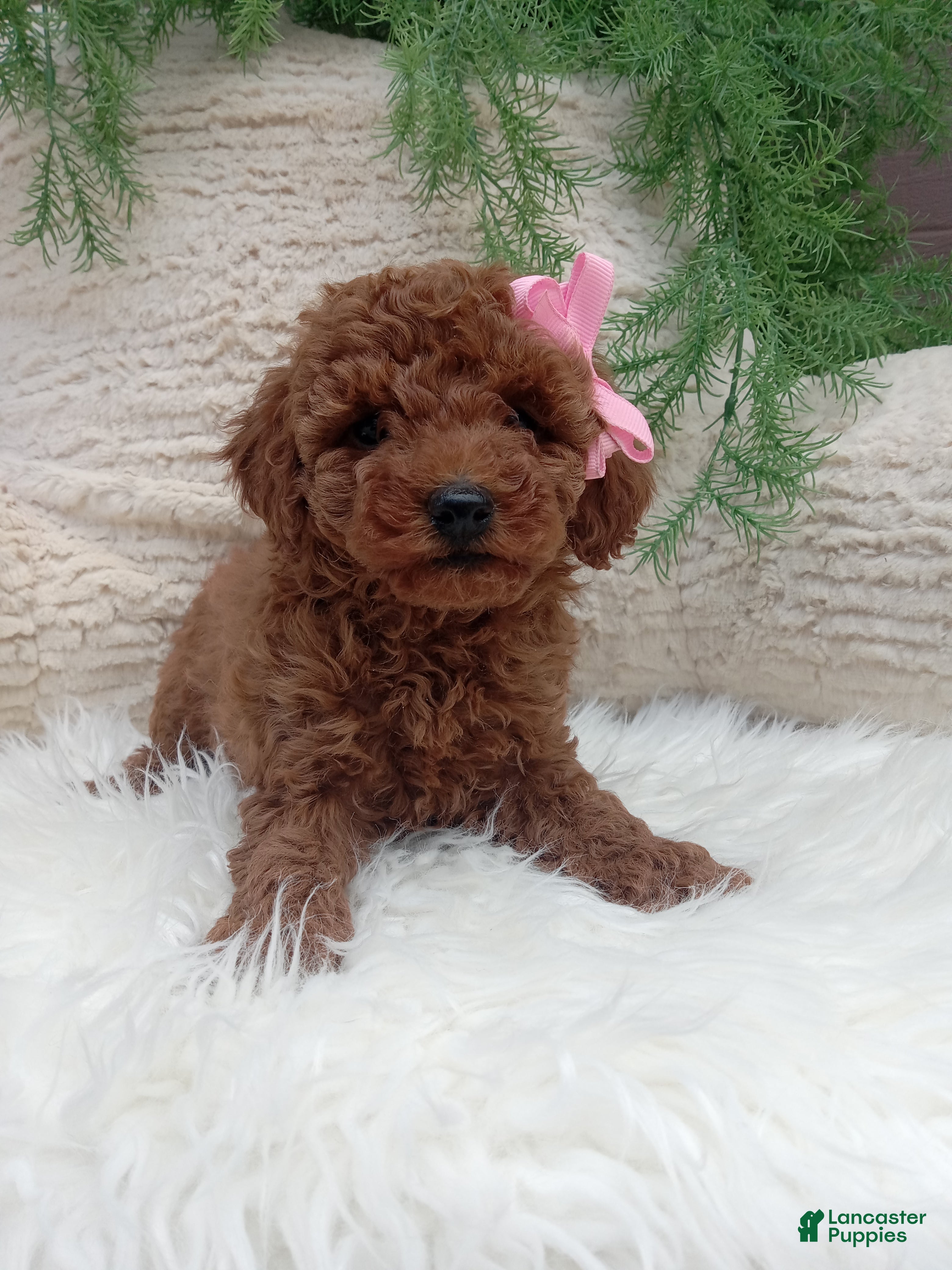 Miniature Poodle dogs Molly - Ad 1