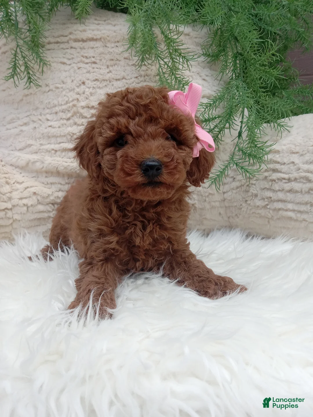 Miniature Poodle dogs for sale: Molly - Ad 1