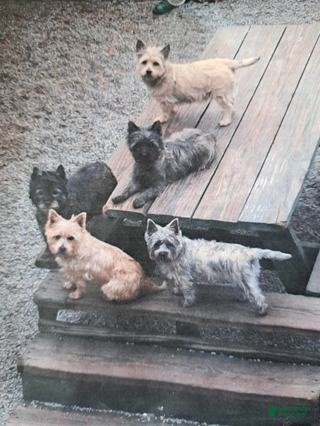 Gallery Image {{count}}