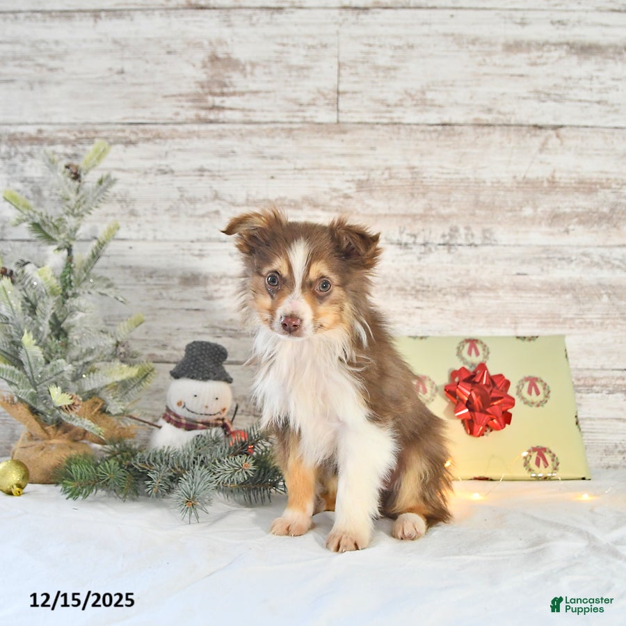 Miniature Australian Shepherd dogs Holly - Ad 4