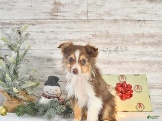 Miniature Australian Shepherd dogs Holly - Ad 10