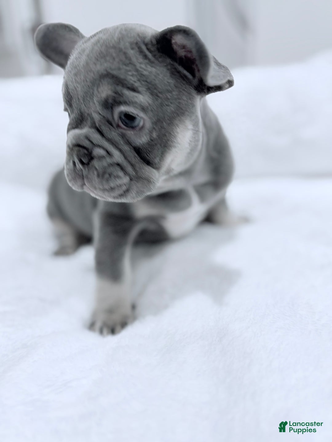 French Bulldog dogs for sale: Lilah - Ad 4