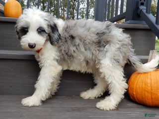 Sheepadoodle dogs - Ad 2