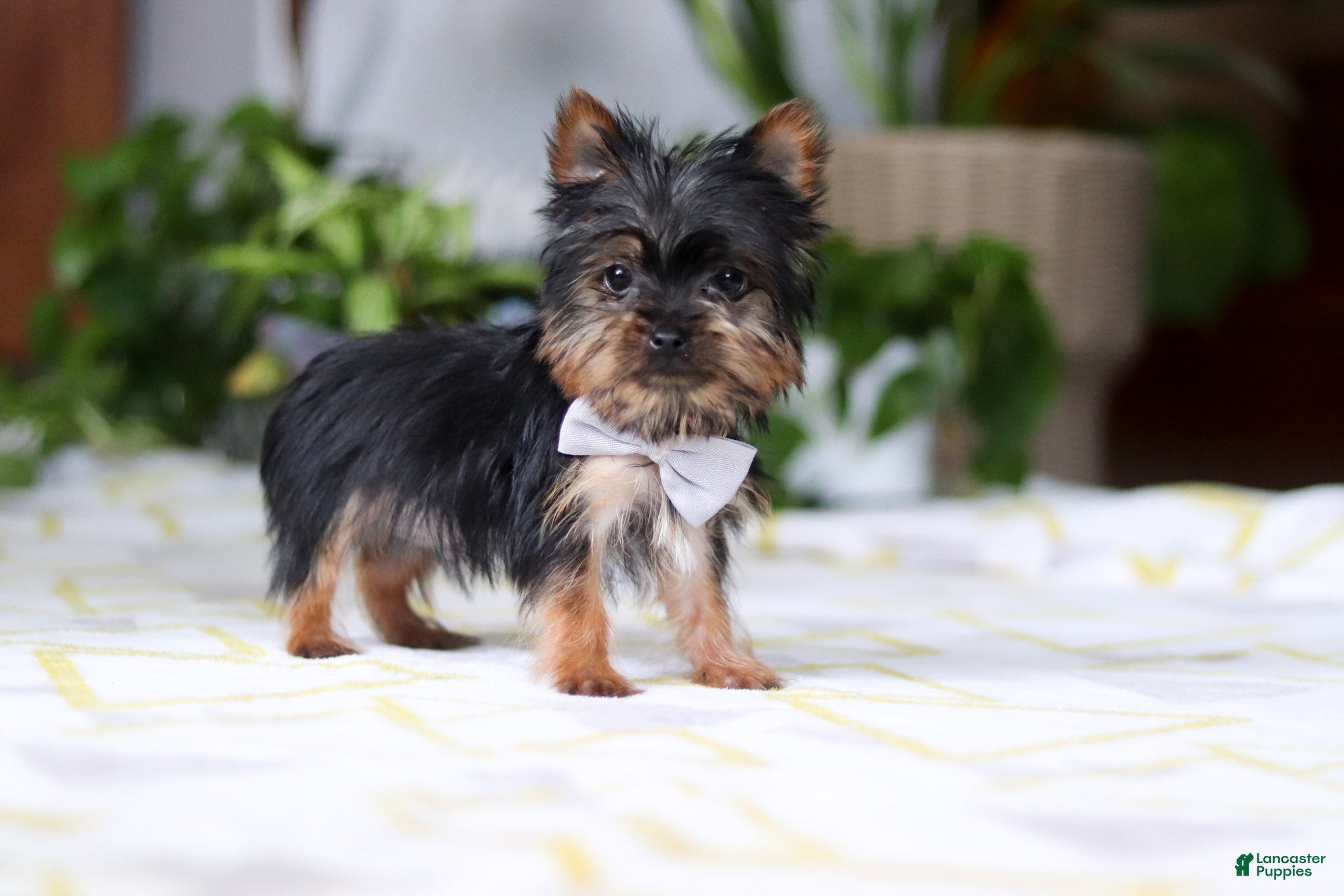 Yorkshire Terrier dogs Bruno - Ad 1