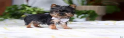 Yorkshire Terrier dogs for sale: Bruno - Ad 1