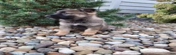 German Shepherd dogs for sale: Lily - Ad 8