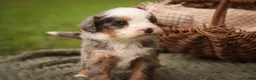 Mini Bernedoodle dogs for sale: Harvest F1 Mini Bernedoodle  - Ad 6
