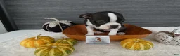 Boston Terrier dogs for sale: Boston Terrier 3 Stacy - Ad 1